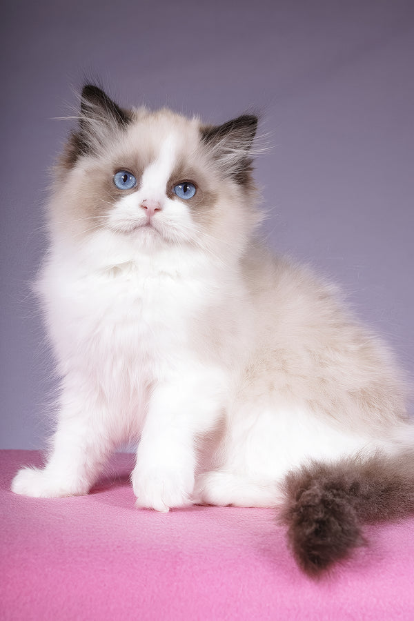 Talisman | Ragdoll Kitten