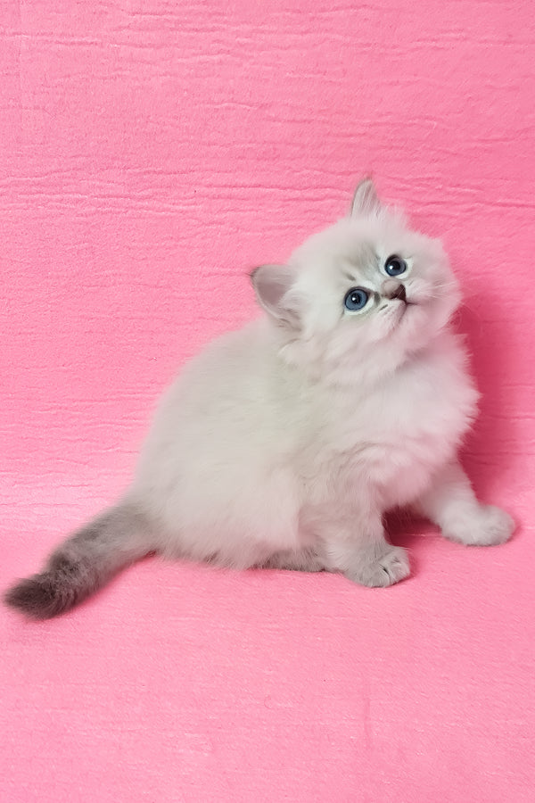 Zarra | Siberian Kitten