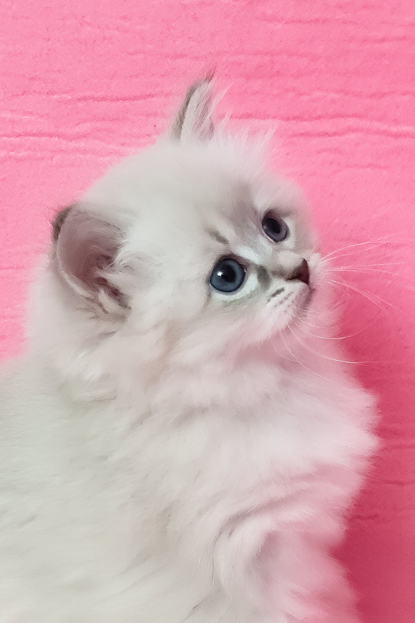 Zarra | Siberian Kitten