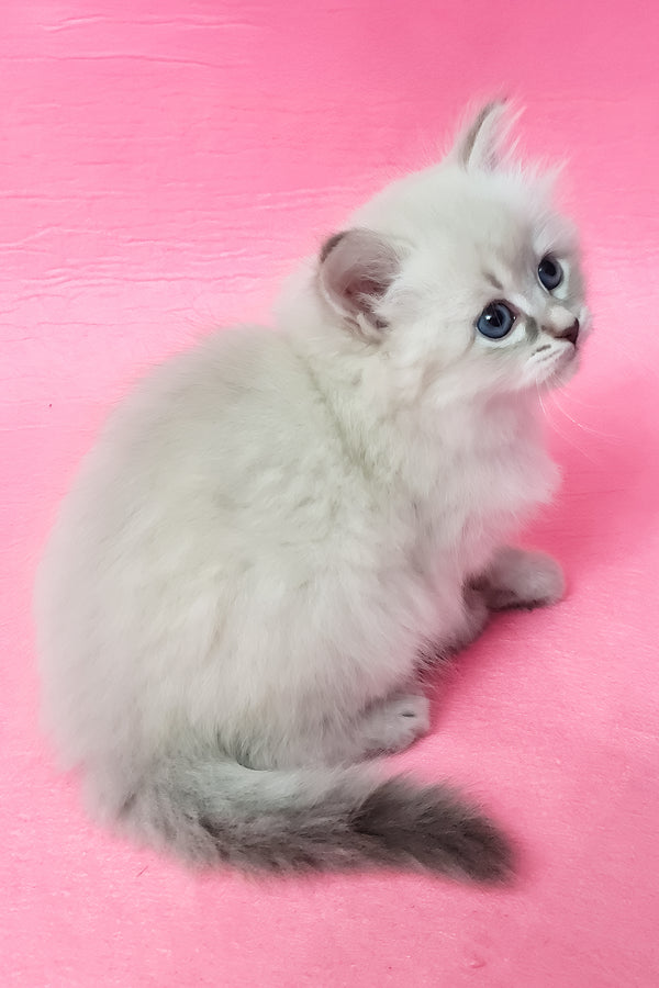 Zarra | Siberian Kitten