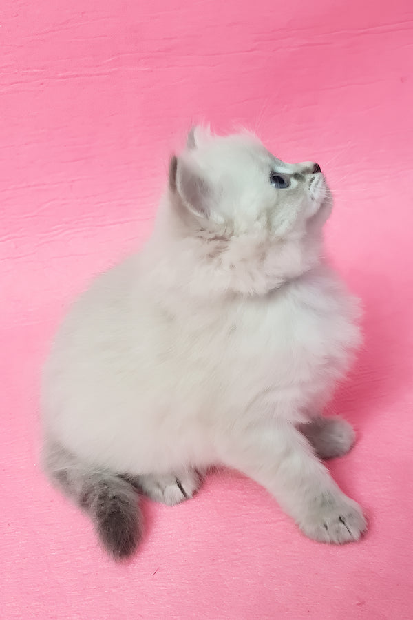 Zarra | Siberian Kitten