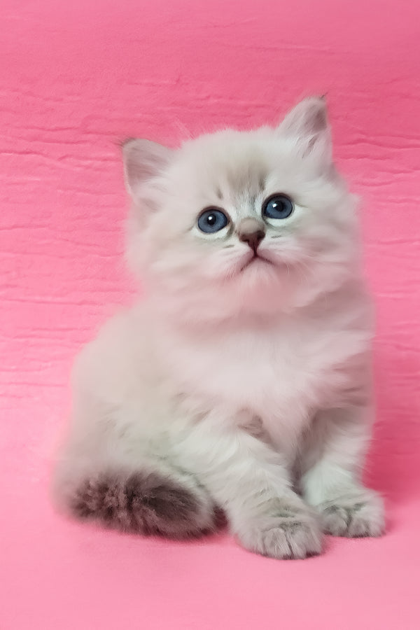 Zarra | Siberian Kitten