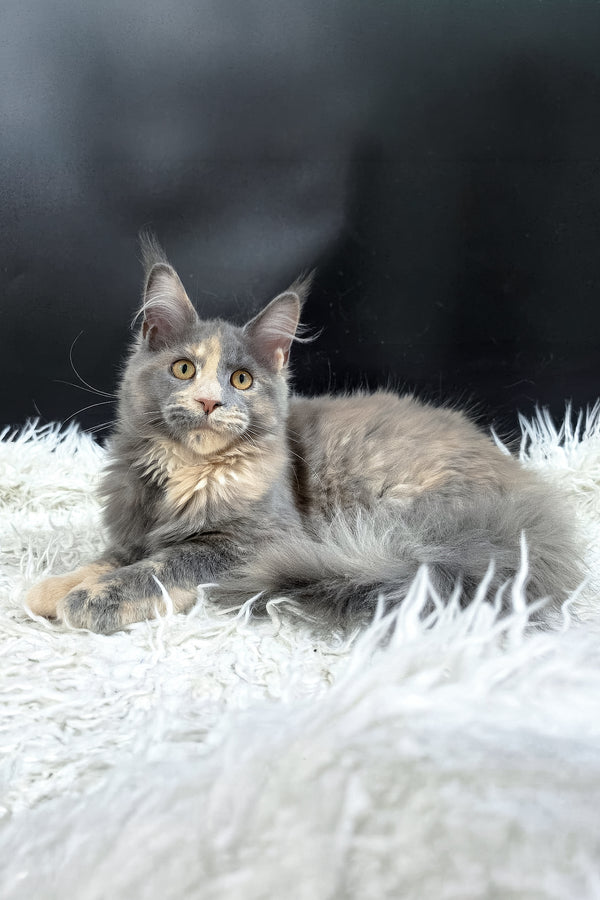 Gloria | Maine Coon Kitten