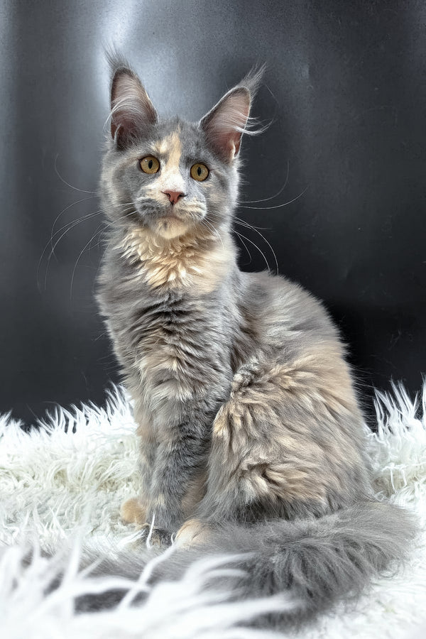 Gloria | Maine Coon Kitten