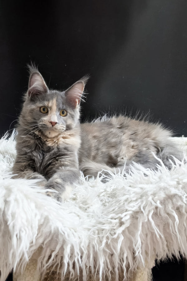 Gloria | Maine Coon Kitten
