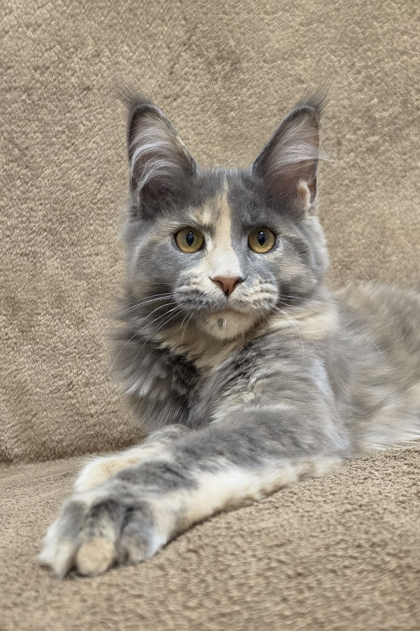 Gloria | Maine Coon Kitten