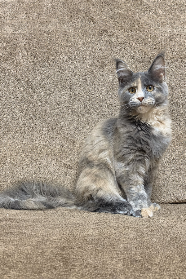 Gloria | Maine Coon Kitten