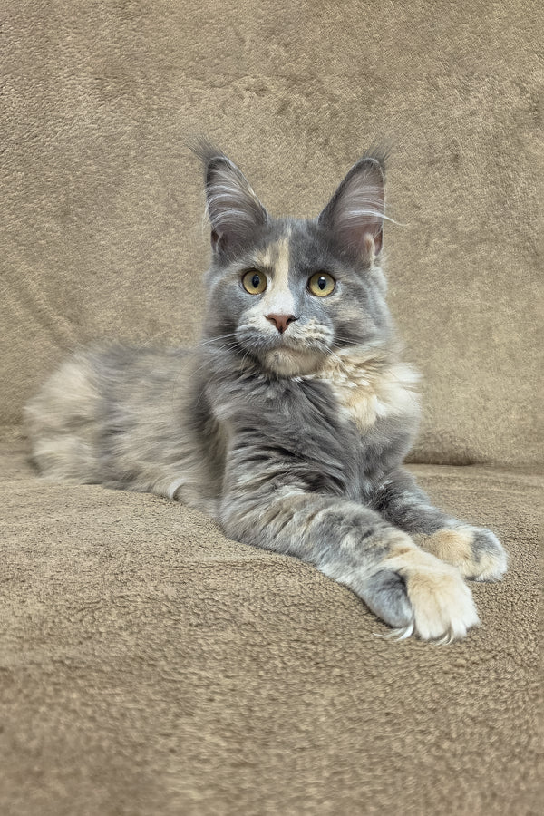 Gloria | Maine Coon Kitten