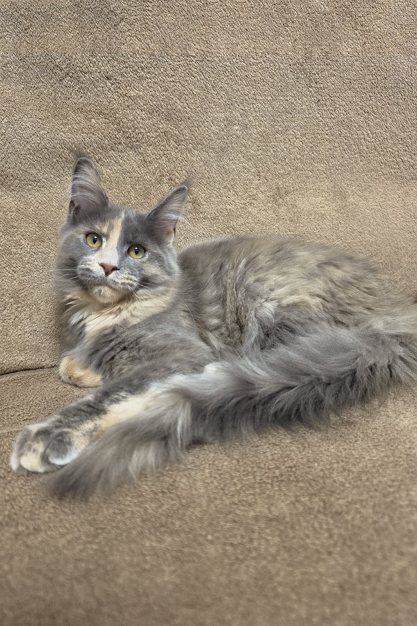 Gloria | Maine Coon Kitten