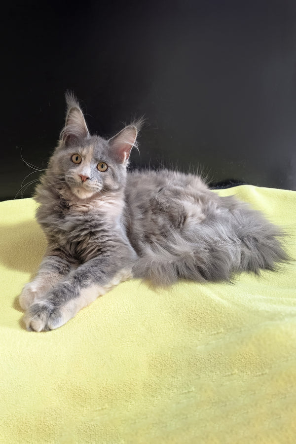 Gloria | Maine Coon Kitten