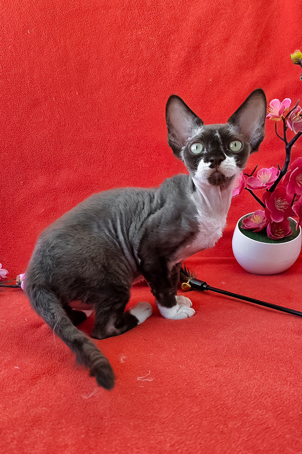Eclair | Devon Rex Kitten