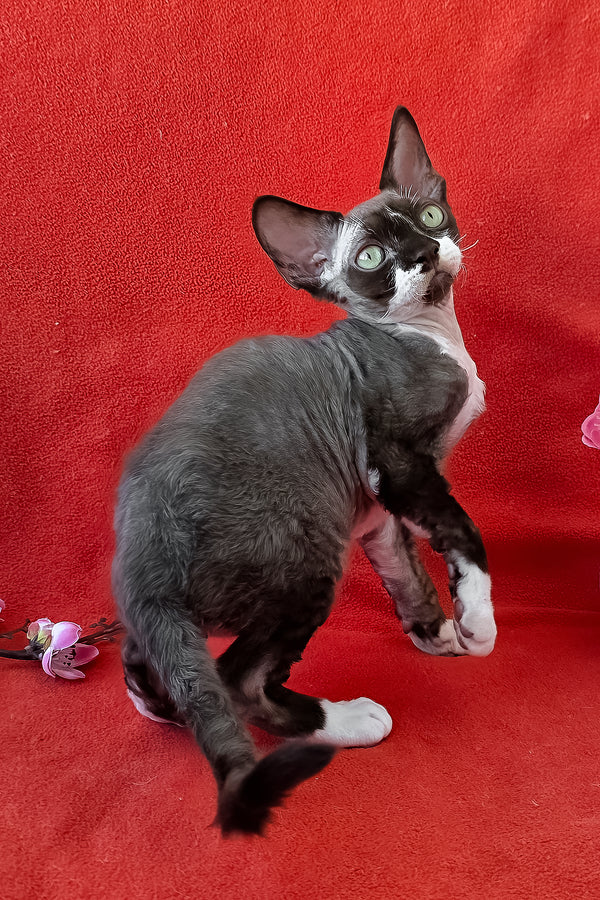 Eclair | Devon Rex Kitten