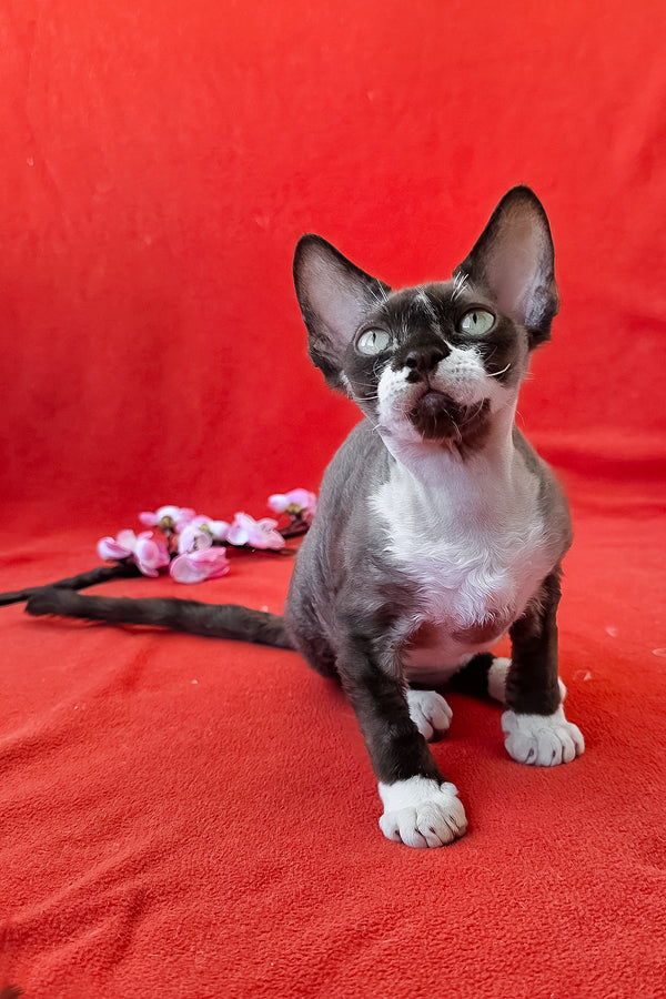 Eclair | Devon Rex Kitten