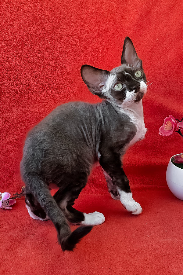Eclair | Devon Rex Kitten