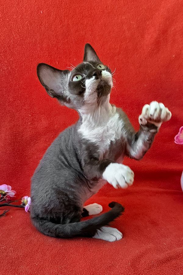 Eclair | Devon Rex Kitten
