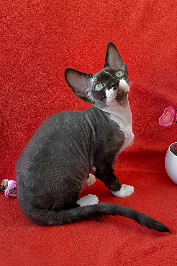 Eclair | Devon Rex Kitten