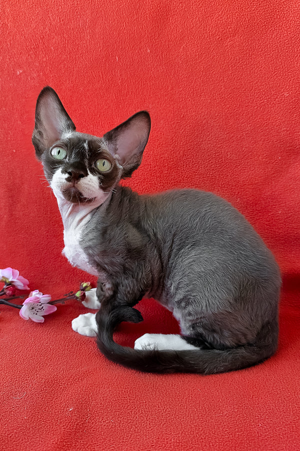 Eclair | Devon Rex Kitten