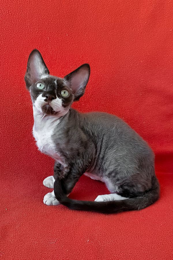 Eclair | Devon Rex Kitten