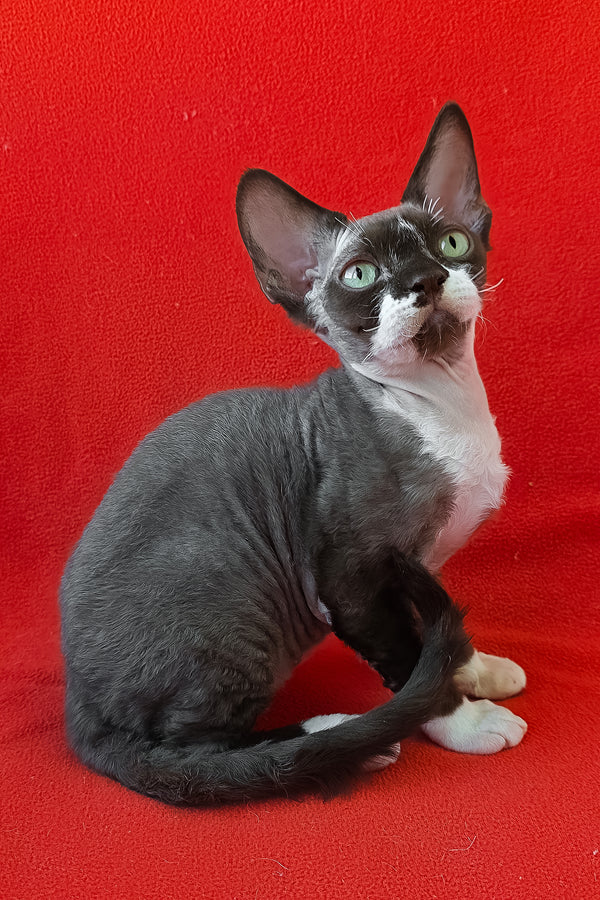 Eclair | Devon Rex Kitten