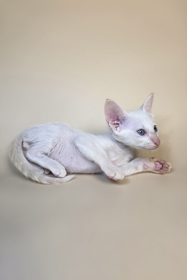 Eclair | Oriental Shorthair Kitten