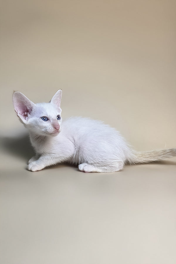 Eclair | Oriental Shorthair Kitten