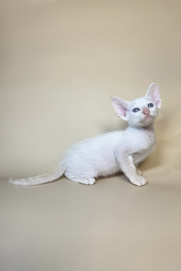 Eclair | Oriental Shorthair Kitten