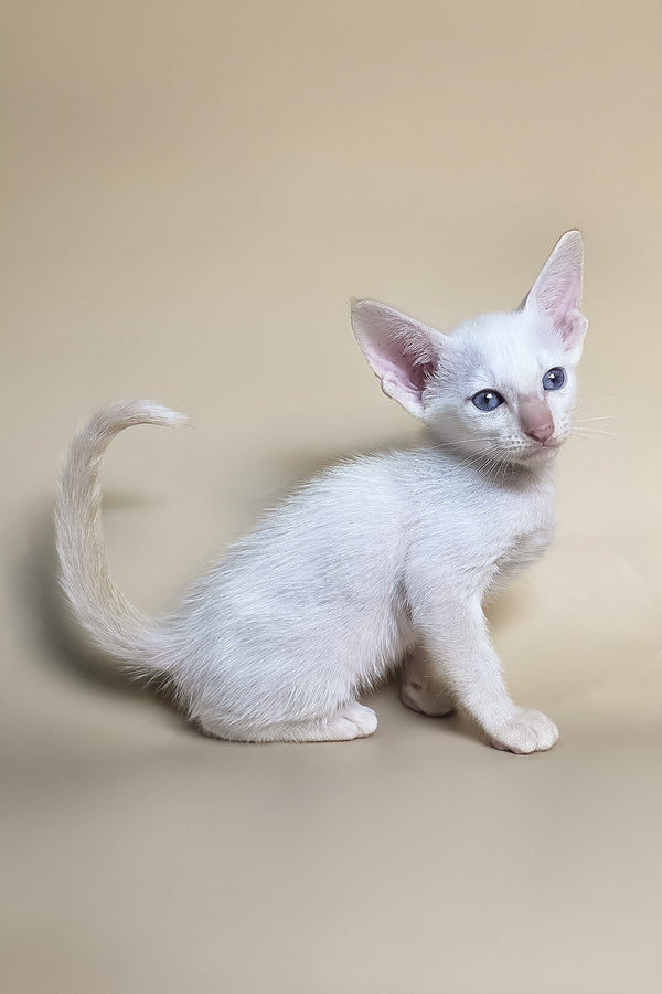 Eclair | Oriental Shorthair Kitten