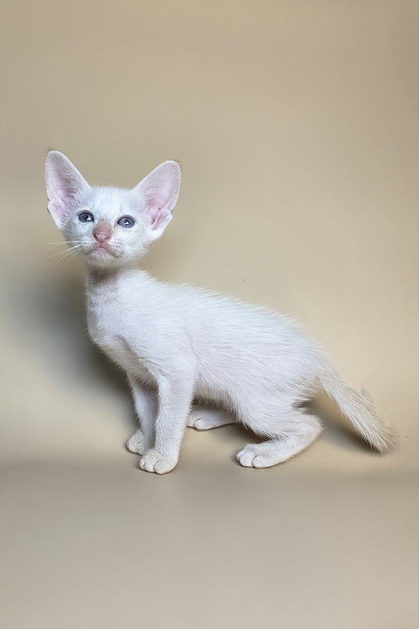 Eclair | Oriental Shorthair Kitten