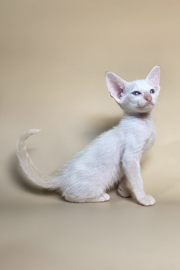 Eclair | Oriental Shorthair Kitten