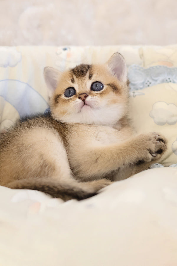 Eclair | Scottish Straight Kitten