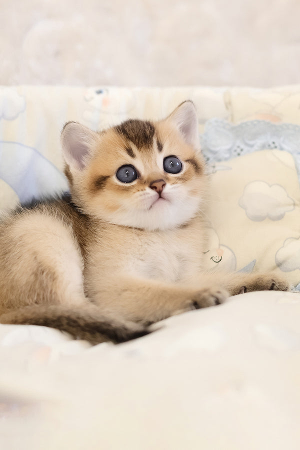 Eclair | Scottish Straight Kitten