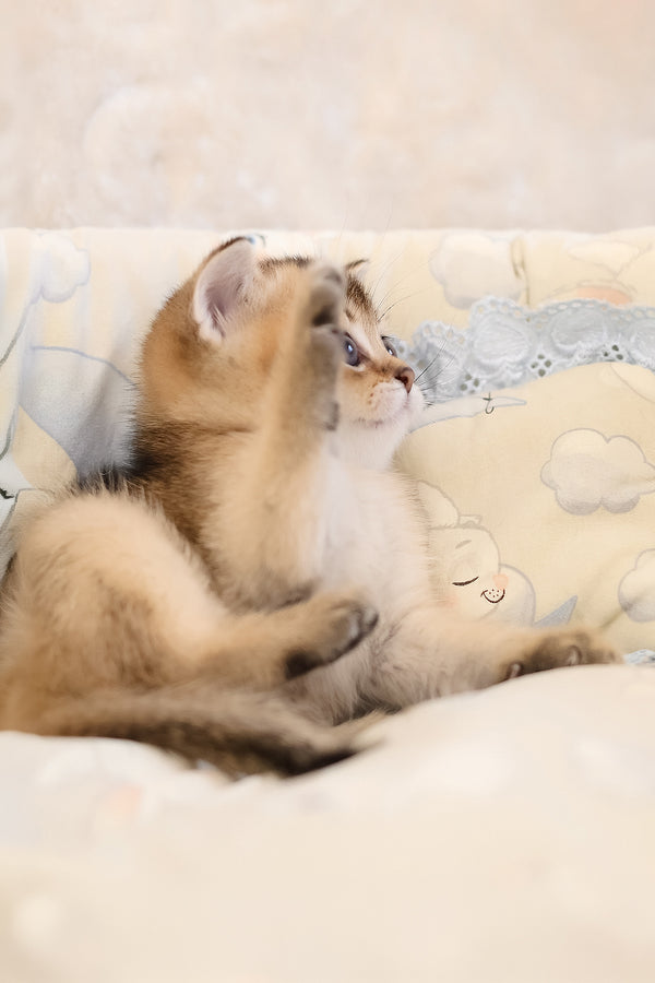 Eclair | Scottish Straight Kitten