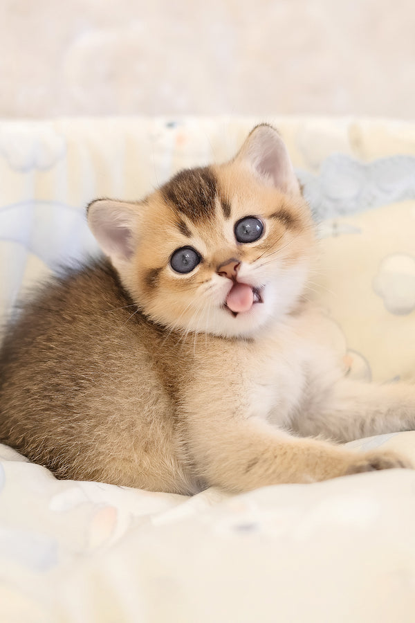 Eclair | Scottish Straight Kitten