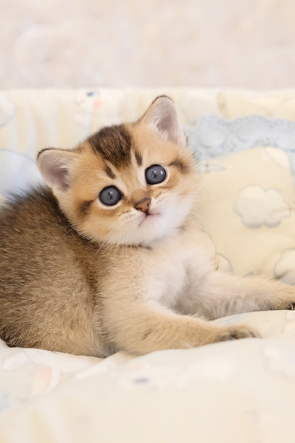 Eclair | Scottish Straight Kitten