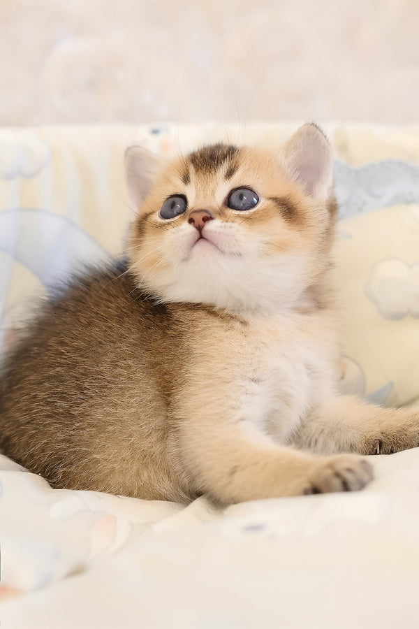 Eclair | Scottish Straight Kitten