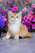 Ed | British Shorthair Kitten