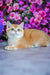 Ed | British Shorthair Kitten