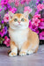 Ed | British Shorthair Kitten