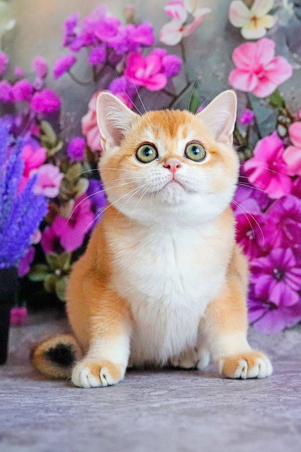 Ed | British Shorthair Kitten