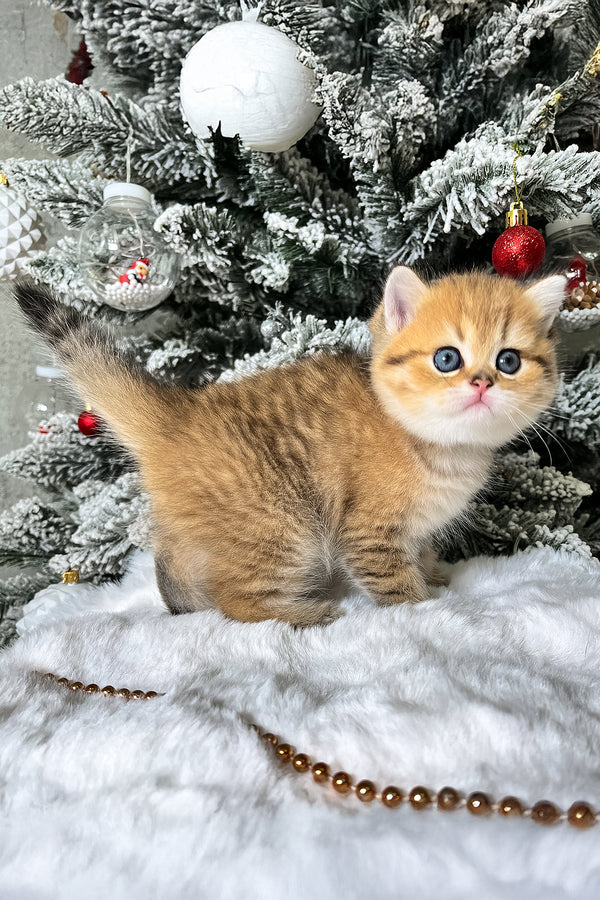 Eda | Scottish Straight Kitten