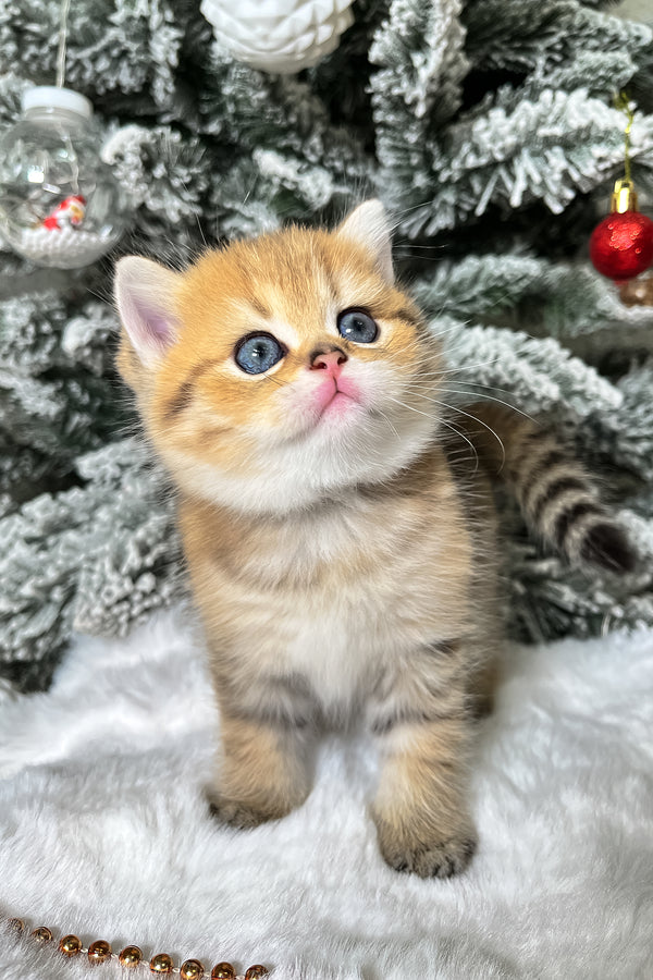 Eda | Scottish Straight Kitten