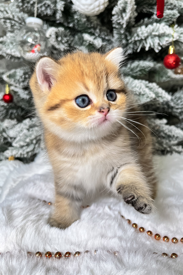 Eda | Scottish Straight Kitten