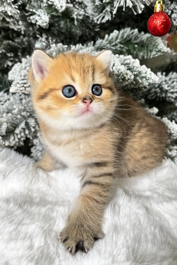 Eda | Scottish Straight Kitten