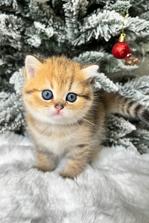 Eda | Scottish Straight Kitten