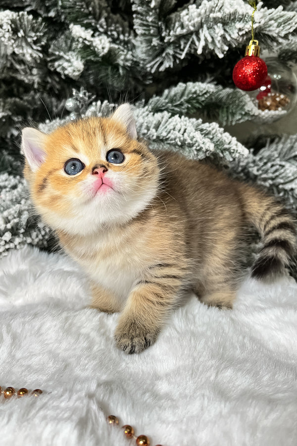 Eda | Scottish Straight Kitten