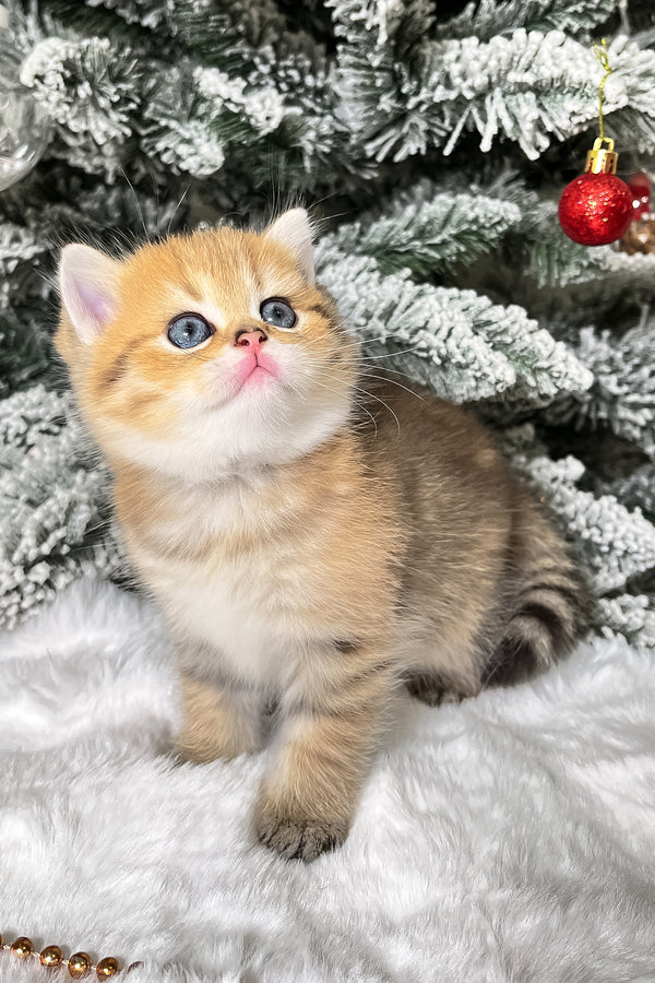 Eda | Scottish Straight Kitten