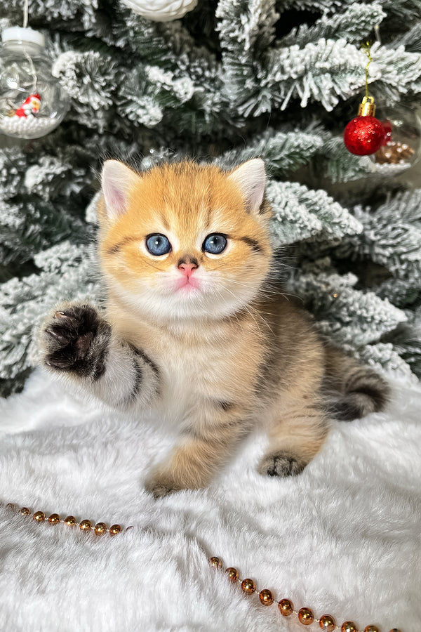 Eda | Scottish Straight Kitten