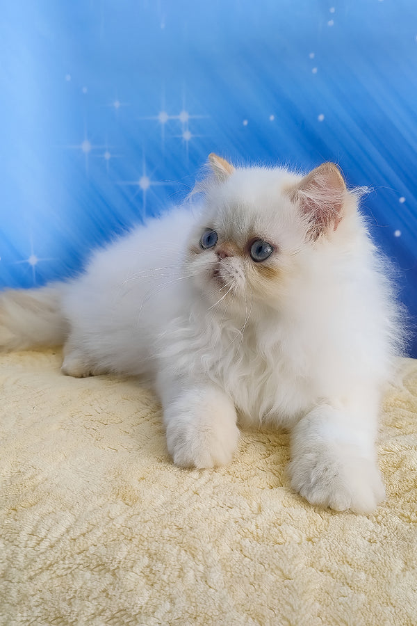 Eddie | Persian Kitten