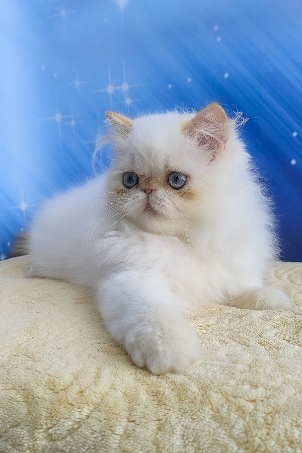 Eddie | Persian Kitten