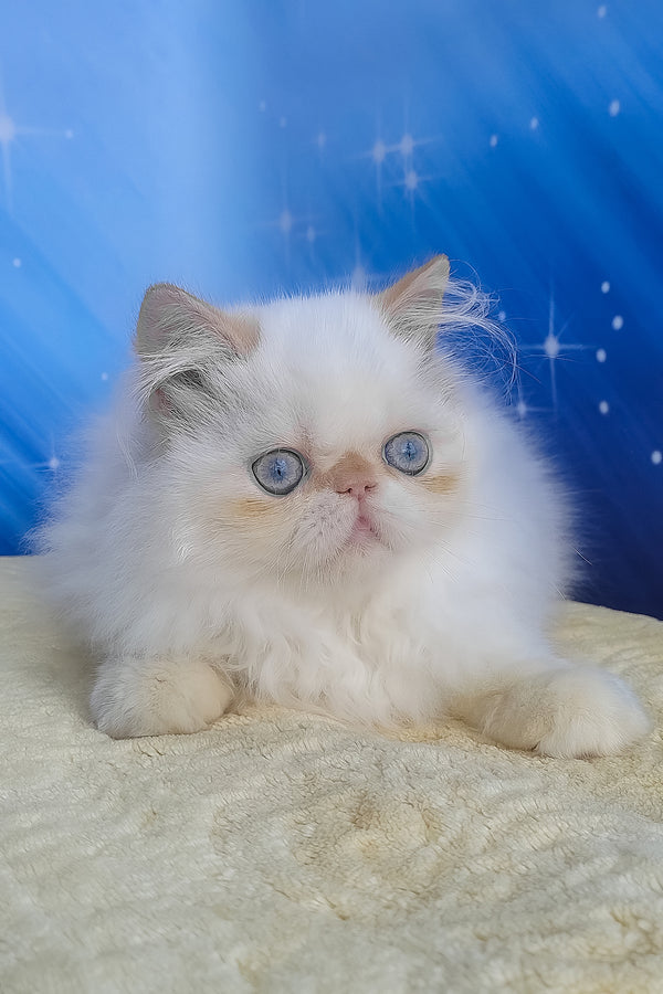 Eddie | Persian Kitten
